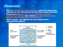 Simple diffusion is the process by which solutes are moved along a concentration gradient in a solution or across a semipermeable membrane. Movement Across Membranes Ppt Video Online Download