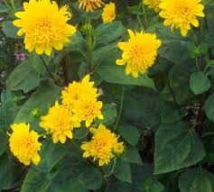 Maybe best of all, deer don't seem to bother it. Ky Garden Flowers Dahlia To Dyssodia