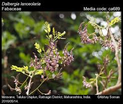 Image result for Dalbergia fischeri