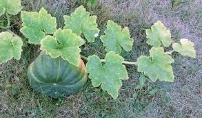 Kürbisse eignen sich hervorragend um sie einzulagern. Wann Ist Ein Kurbis Reif Und Ausser Suppe Was Damit Anfangen Das Wilde Gartenblog