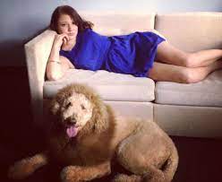 Watch cnn streaming channels featuring anderson cooper, classic larry king interviews, and feature shows covering travel, culture and global news. Dog Shaved Like Lion Sets Off Panic 911 Calls In Virginia The Star