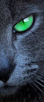 Pin On Cats
