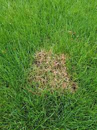 We are certified in wildlife control. Eco Lawn Of Sussex Home Facebook