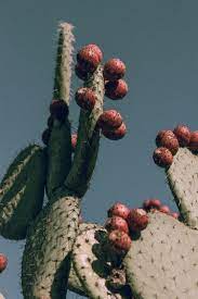 Cacti need different amounts of water depending on whether they're growing or dormant. How Long Can A Cactus Live Without Water Succulents Network Cactus Art Print Cactus Backgrounds Cactus Art