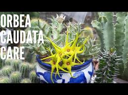 Image result for Orbea caudata