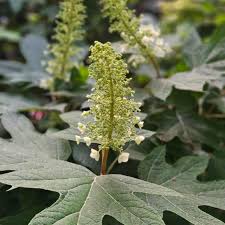Image result for Hydrangea quercifolia
