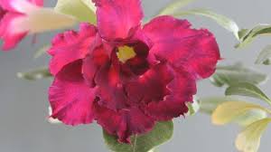 Maybe you would like to learn more about one of these? How To Graft Adenium Desert Rose