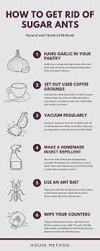 How To Get Rid Of Sugar Ants: Diy Sugar Ant Killer Guide (2022)