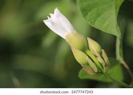 Image result for Turbina longiflora