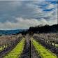 Foxen Wine Dinner event image