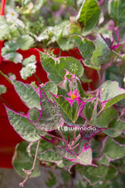 Image result for Ipomoea venosa