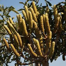 Image result for Cussonia sessilis