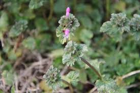 Overall, avoid treating algae and submerged weeds at temperatures below 45 degrees f. Spot Spray Pull Or Hoe Weeds In Winter Turfgrass Caes Newswire