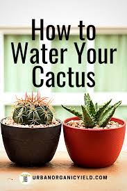 Tips On Watering Cactus Plants Indoor Cactus Plants Succulent Garden Indoor Types Of Cactus Plants