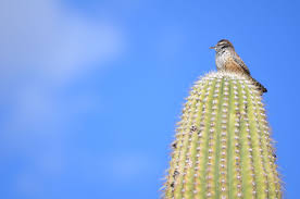 Backyard Birds Of Arizona Desert Cactus Wren The State Bird Of Arizona Is Prevalent In The Sonoran Desert In Marana Az Cactus Wren Sonoran Desert State Birds