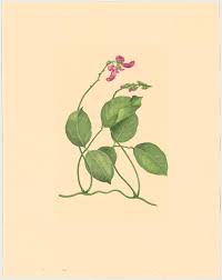 Image result for Canavalia cathartica