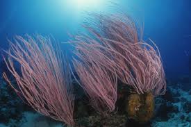 Sp Fan Coral Great Barrier Reef Coral Sea 900x600 7934 Jpg 900 600 Coral Reef Plants Sea Plants Underwater Plants