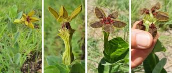 Image result for Riocreuxia torulosa