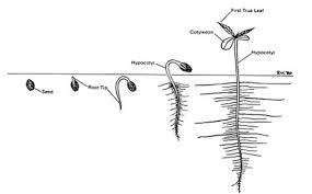 How To Germinate Weed Seeds Part 4 Step By Step Guide For