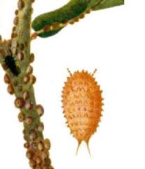 By insects and splashing rain. Eriococcidae Wikipedia