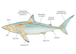 Muscular Skeletal System A Study In Biology