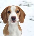 White Beagles | Lemon Drop Beagles