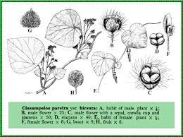 Image result for Cissampelos