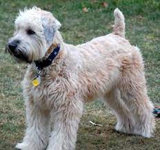 Pin On Wheaton Terriers