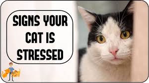 We did not find results for: When Should You Neuter A Cat And Why The Risks And Benefits Youtube