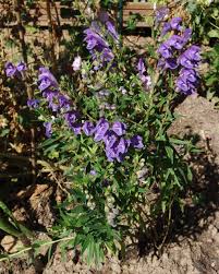 Image result for Equilabium stenosiphon