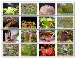 Popular Carnivorous Plants Mini Matching Cards