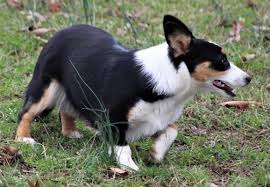 Aussies are smart, high energy, and require regular intense exercise. Aussie Corgi Dog Breed Information