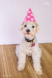 Poodle With A Birthday Hat Fliiby Animal Birthday Birthday Hat Poodle Dog