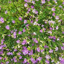 Image result for Cuphea hyssopifolia