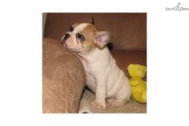 See more ideas about bulldog puppies, bulldog, french bulldog puppies. Gilbert French Bulldog Puppy For Sale Near Springfield Missouri Ac213551 1ff1
