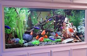 Beautiful Fresh Water Most Tank Ever Seen The Ivethe Most Beautiful Fresh Water Tank I Ve Fish Tank Design Fish Tank Decorations Fresh Water Fish Tank