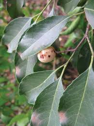 Image result for Olea capensis