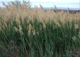 Image result for Phragmites australis
