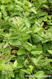 Image result for Premna serratifolia