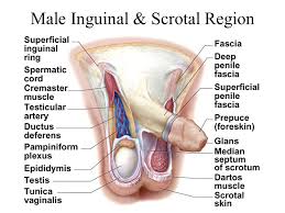The pubis, as it is known, is a curved bone on the bottom of the pelvis. Male Inguinal And Scrotal Region Anatomy