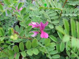 Image result for Indigofera hedyantha