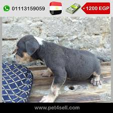 مصر القاهرة جراوي بيتبول للبيع العمر 35 يوم مطعمين باشهادات السعر قابل للتفاوض 01113159059 01114432693 Pet4sell Dogs Animals