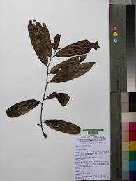 Image result for Uvaria welwitschii