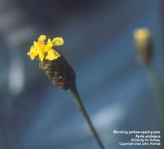 Image result for Xyris parvula