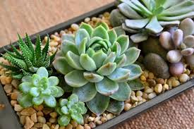 This design makes your garden seem like an overgrown treasure trove full of interesting things that have been taken over by the plants that live there. Indoor Succulent Gardens And Amazing Decorative Compositions