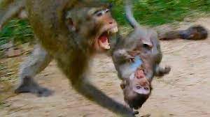 Double Trillion Sad Poor With Lizza Bitten Two Times Baby Got Serious Injury Monkey Daily 4591 Youtube