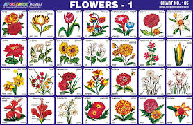 List of flower names with their meanings and alluring pictures. Pin By Cathy Whisenant On Llr Flower Names Flowers Name Of Vegetables