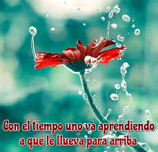 Con El Tiempo Uno Va Aprendiendo A Que Le Llueva Para Arriba Resentimiento Ironia Llover
