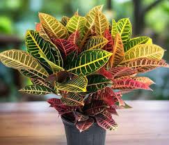 Image result for Croton