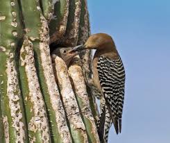 If your cactus is in dormant period then, how would you know when to water your cactus? Discover The Desert Birds Of The Southwest Birds And Blooms